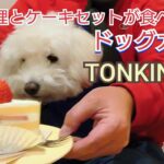 【中華料理ドッグカフェ】中華屋さんでショートケーキを堪能する犬【ダップー犬】