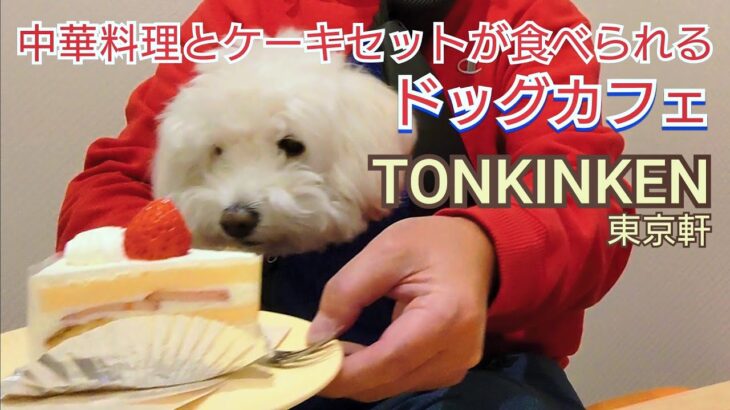 【中華料理ドッグカフェ】中華屋さんでショートケーキを堪能する犬【ダップー犬】