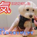 【町中華】食欲不振から回復した愛犬の食べっぷりに安心した飼い主【犬vlog】