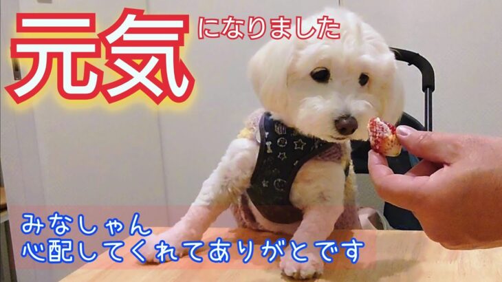 【町中華】食欲不振から回復した愛犬の食べっぷりに安心した飼い主【犬vlog】