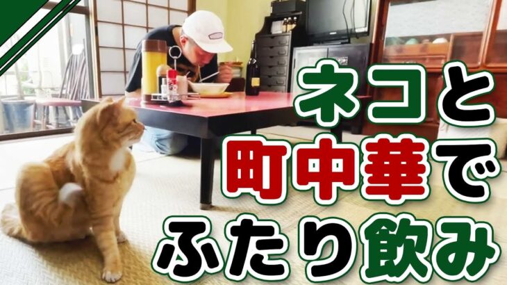 【ひとり飲み】猫と公園とビール～下町の町中華で～(後編）｜Healing Place