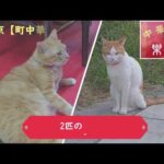 【看板猫】東京の町中華　で猫ちゃんとランチ