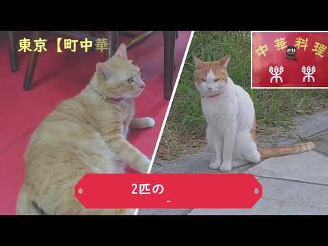 【看板猫】東京の町中華　で猫ちゃんとランチ